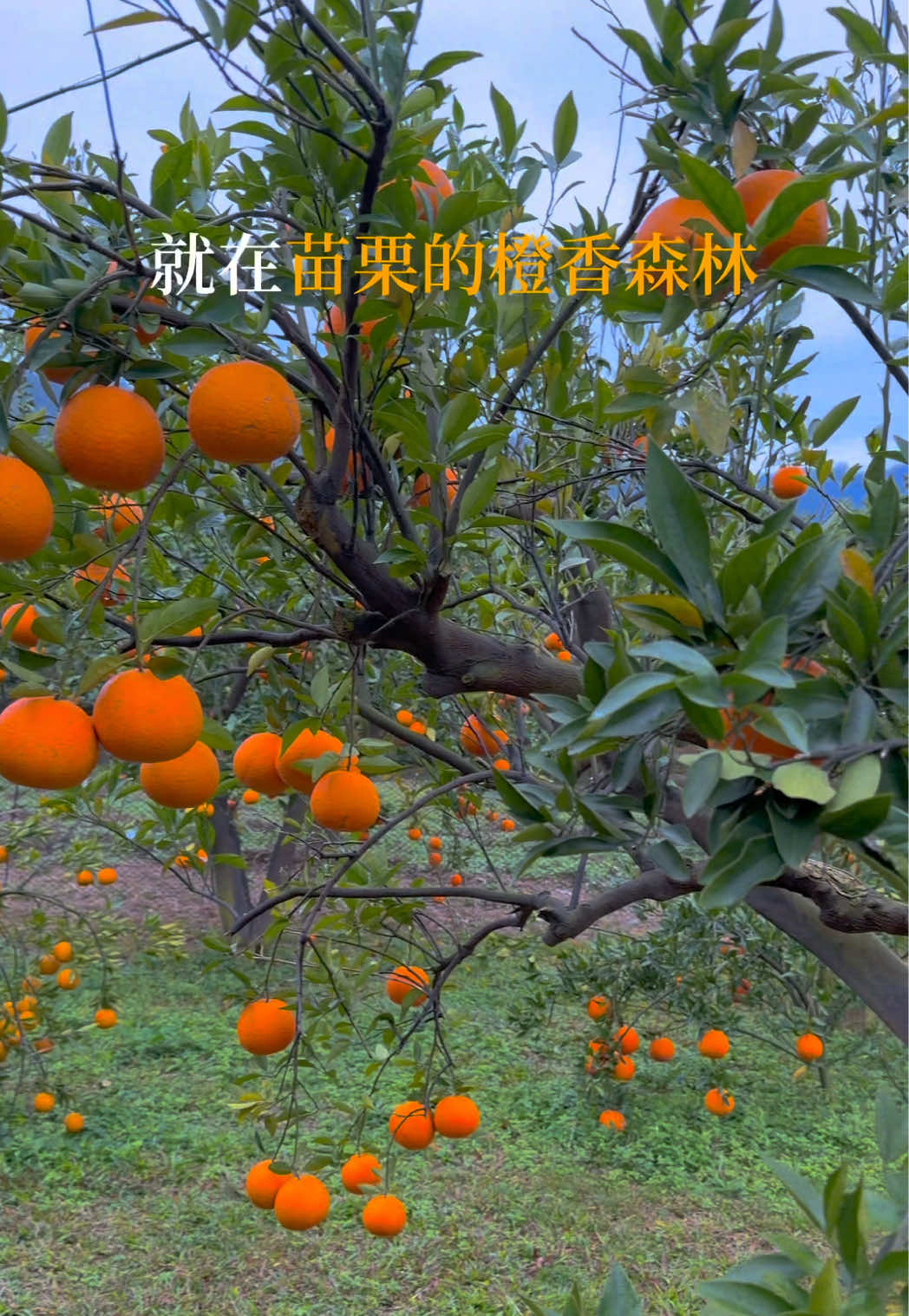 @馬鈴吉🥔