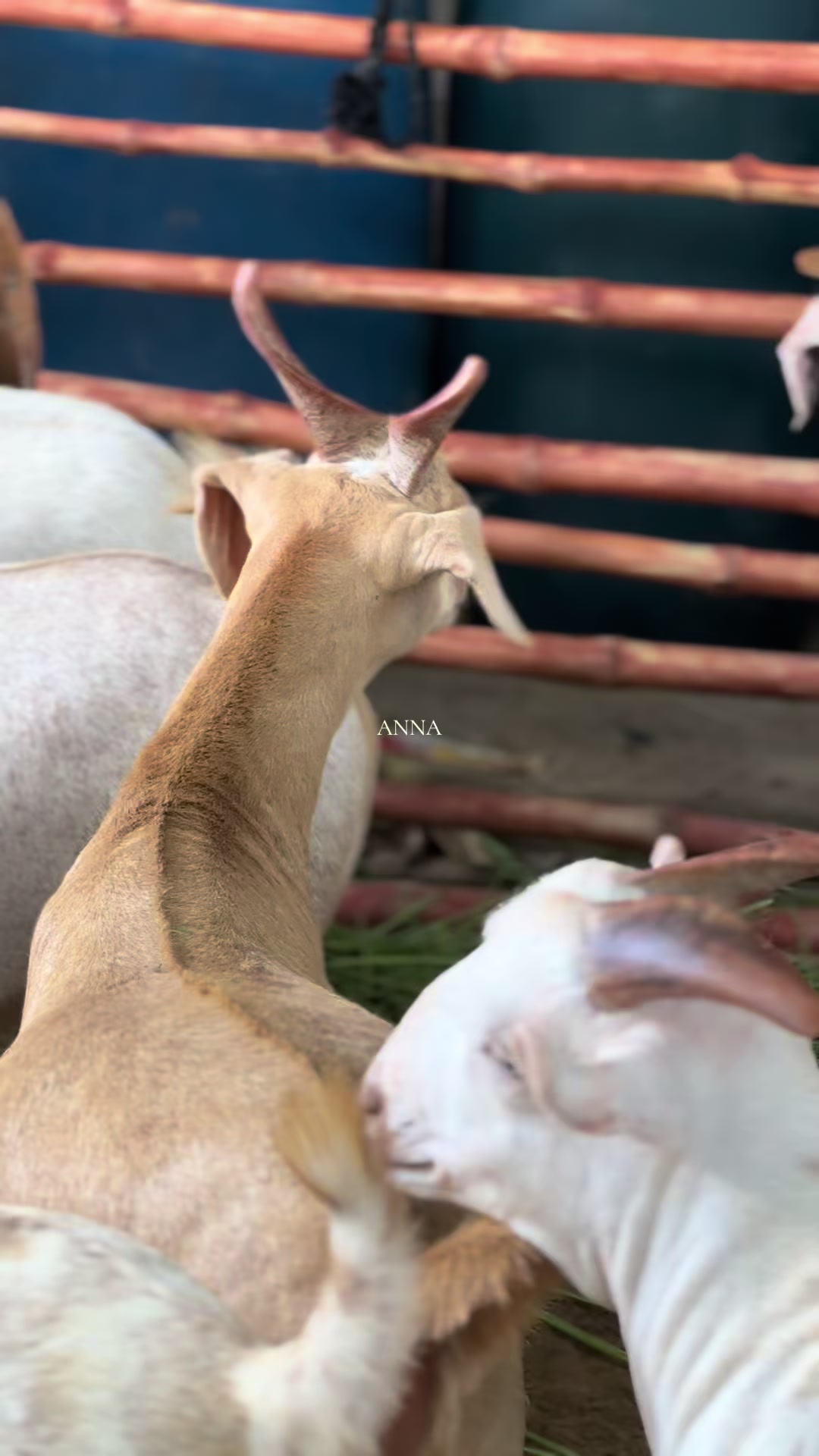 @Animals lover