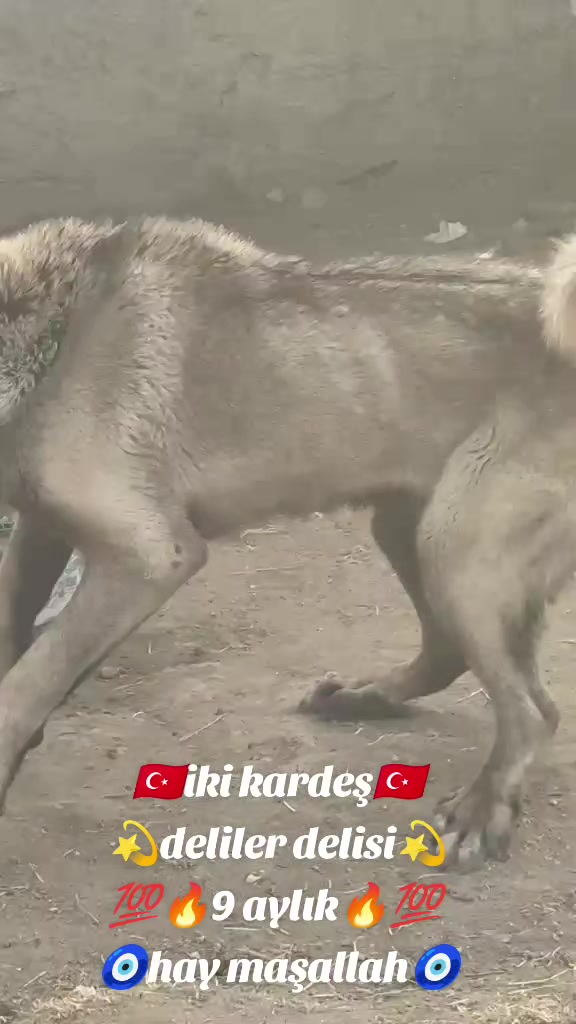 @Tekin Ersöz