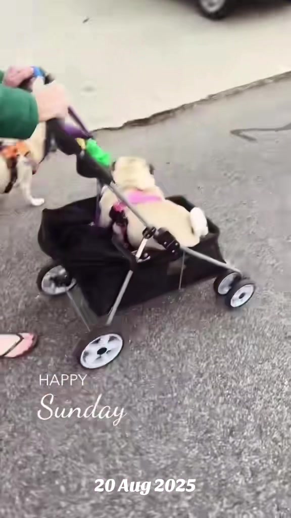 @Life with my 3 beautiful Pugs