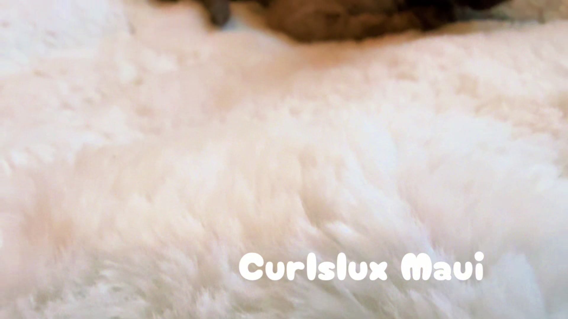 @Curlslux cattery!!🇺🇸