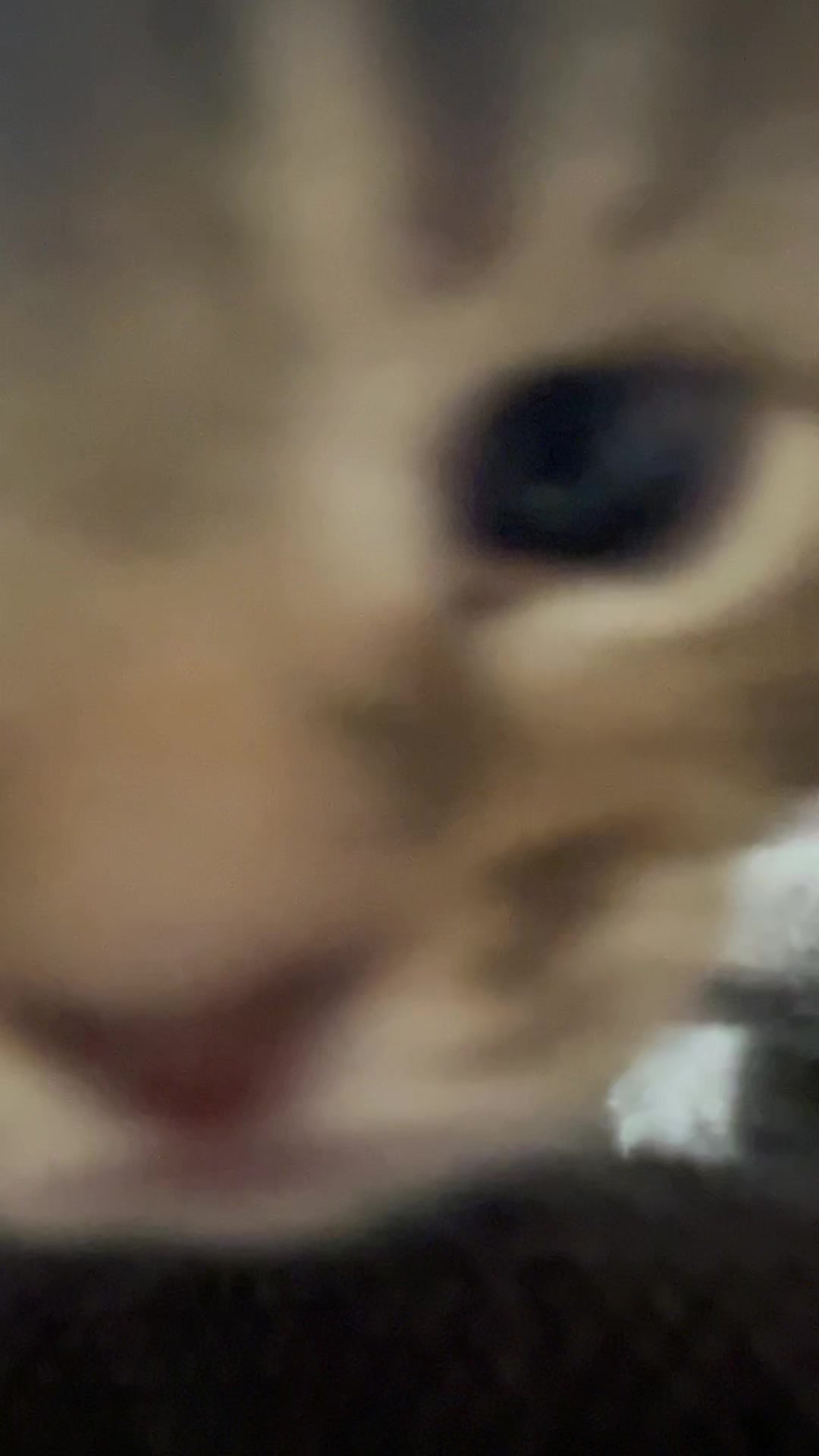 @Kitsumi