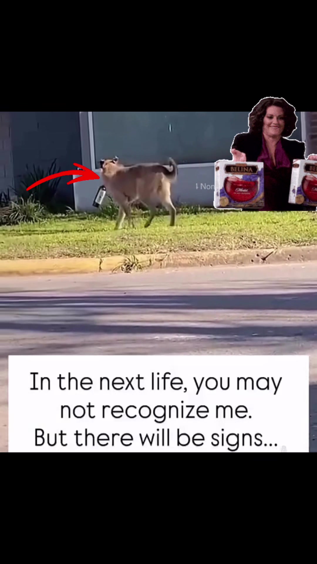 @Dina😇