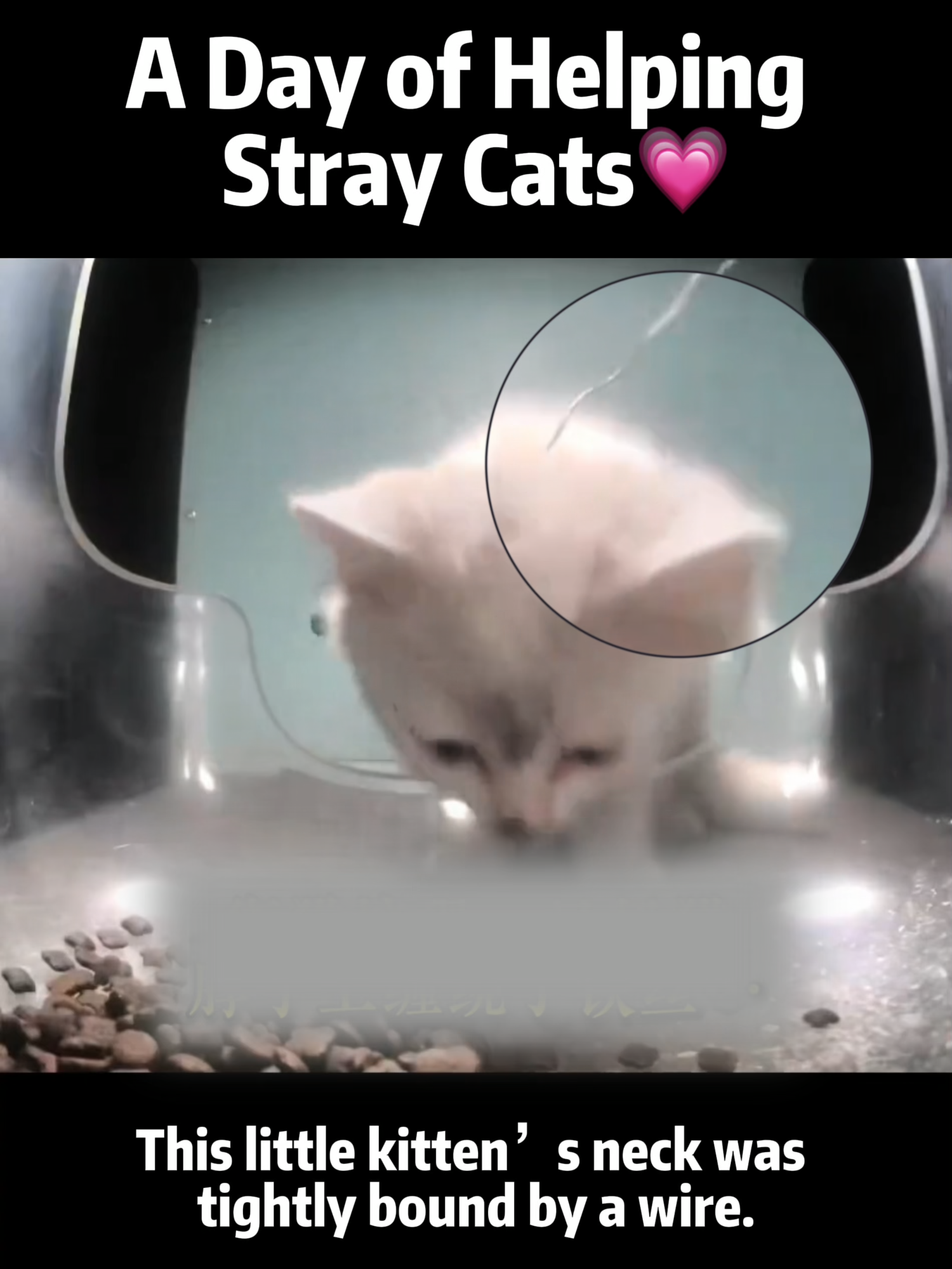 @Purrrr_eliza17