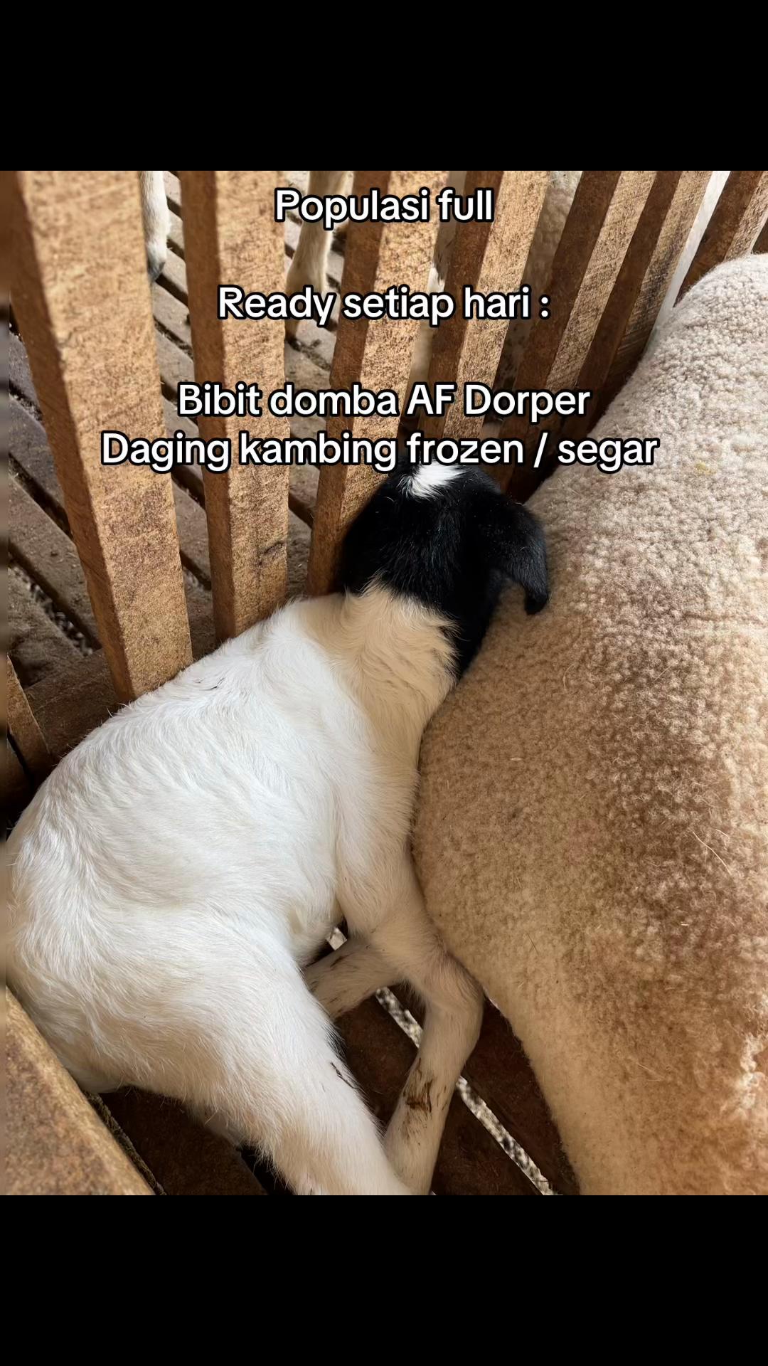 @peternakankambingsolo