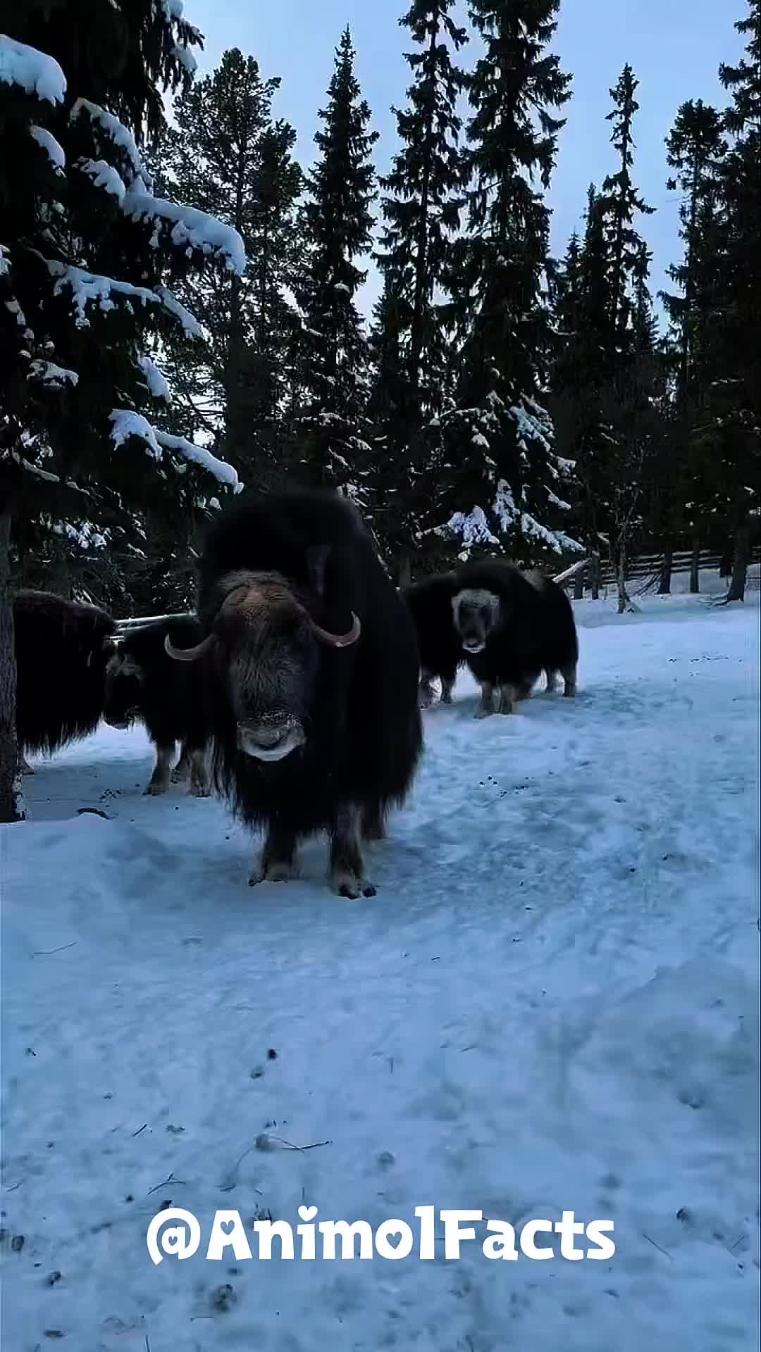 @animolfacts