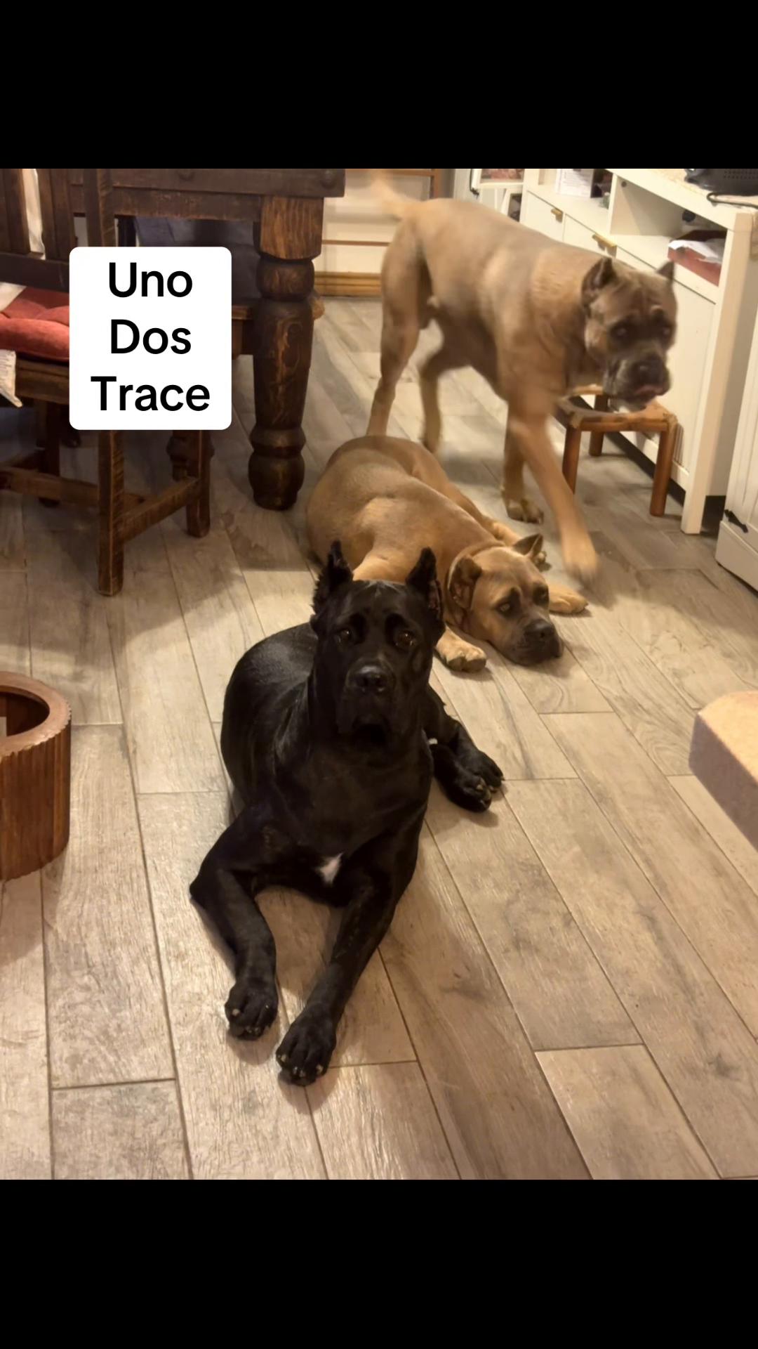 @AandMCaneCorsos