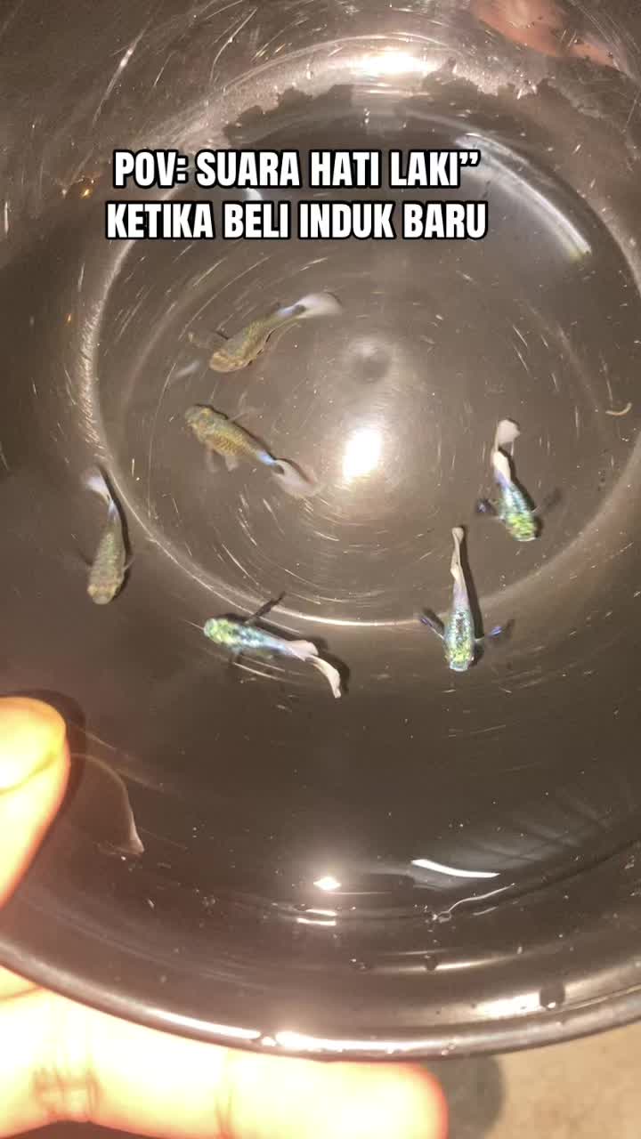 @RULL GUPPY MINI HOUSE🏘️