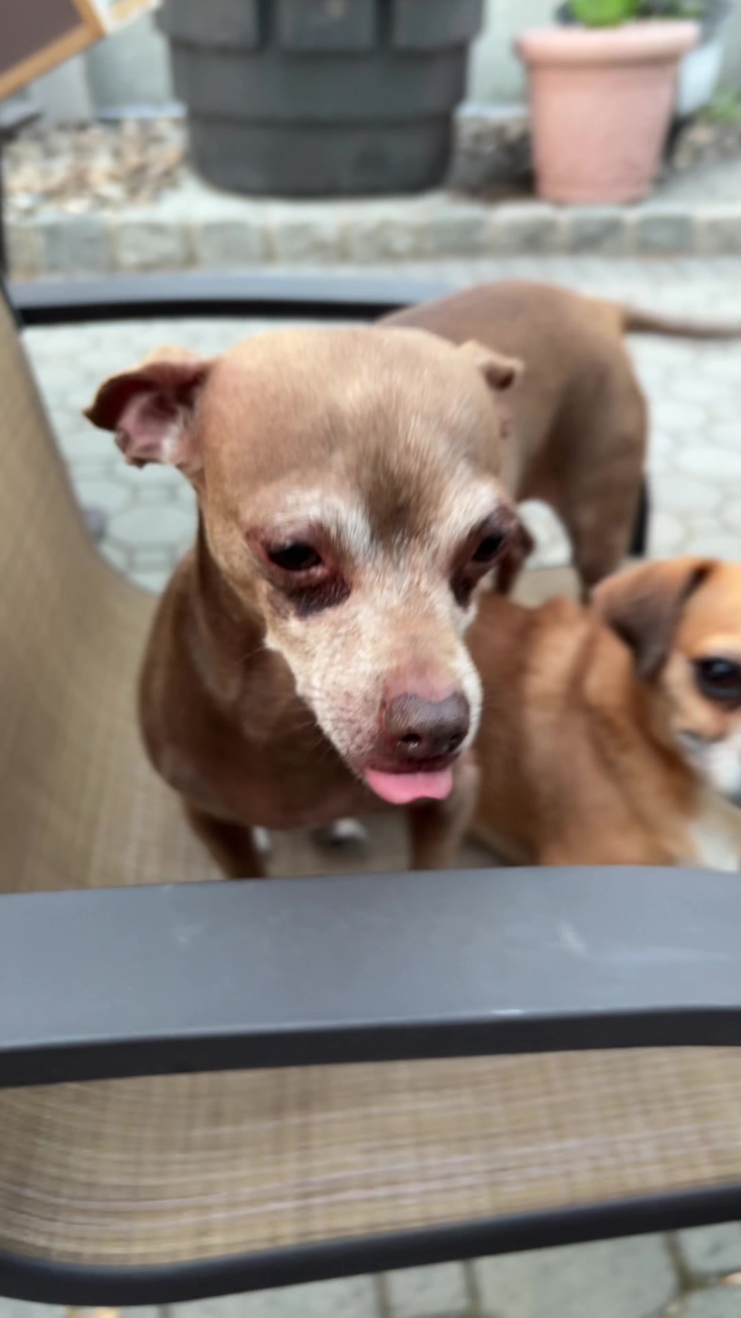 @ThePawfectDuo