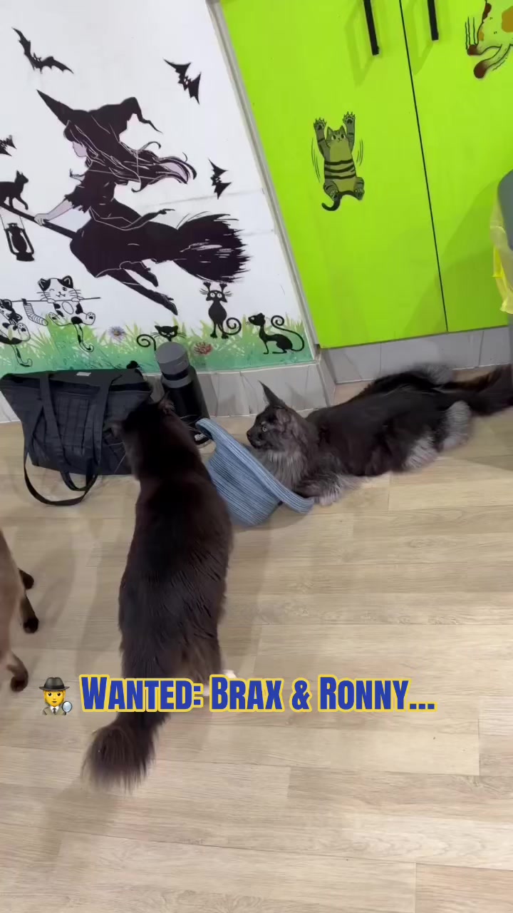 @crazycatcafe