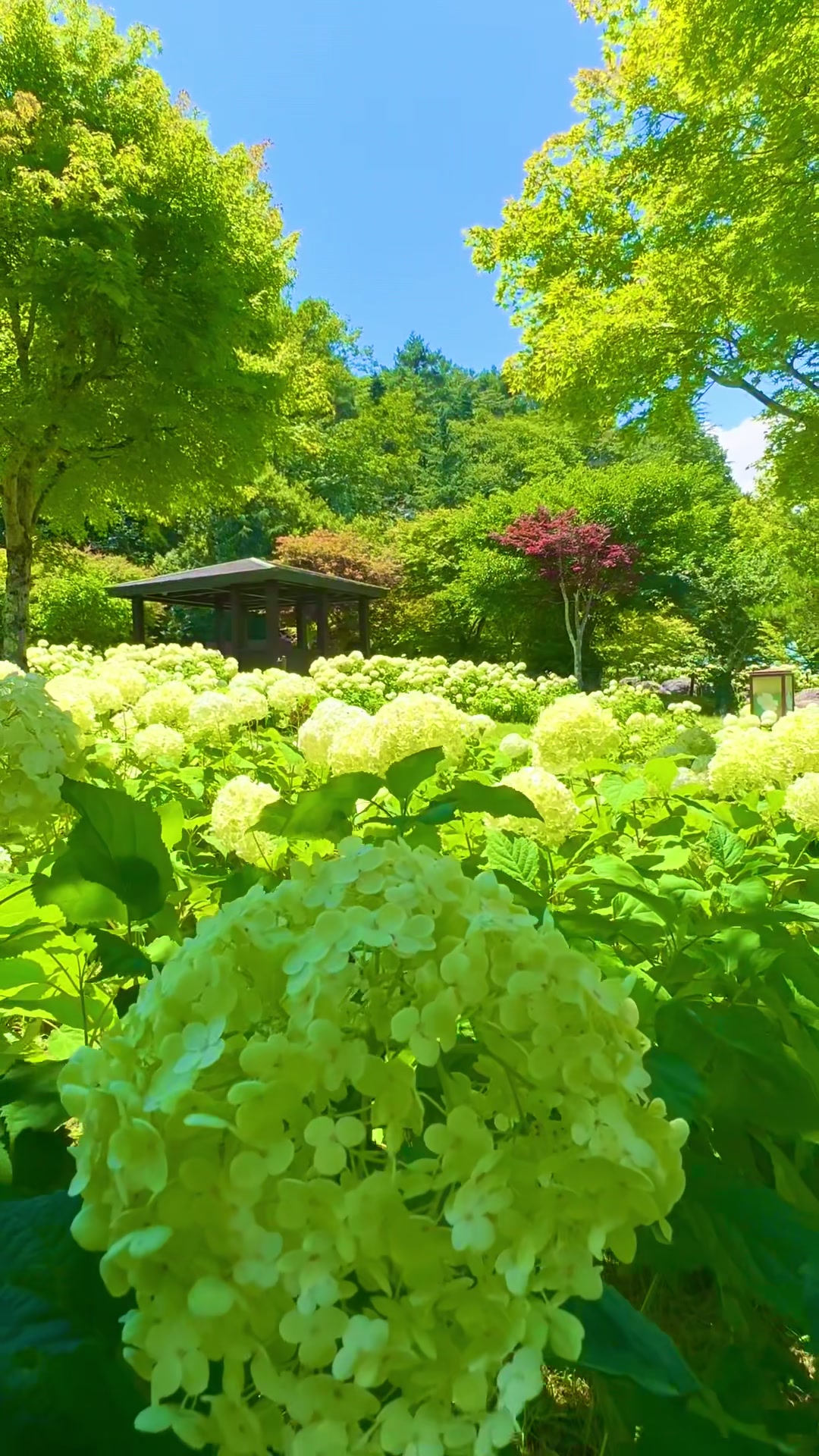 @Sakura