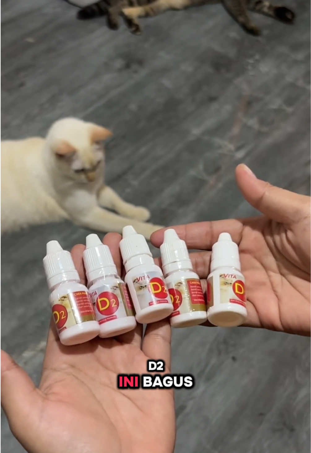 @BUMI ANABUL😺