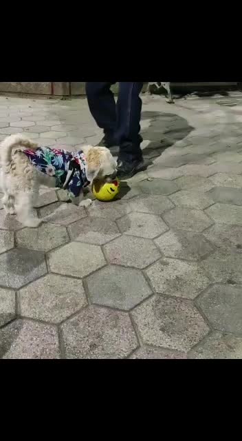 @paraqueveas👁️🐶