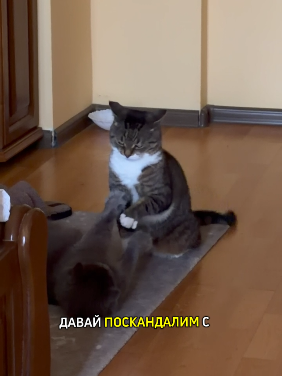 @Феликс & Кото-Семья