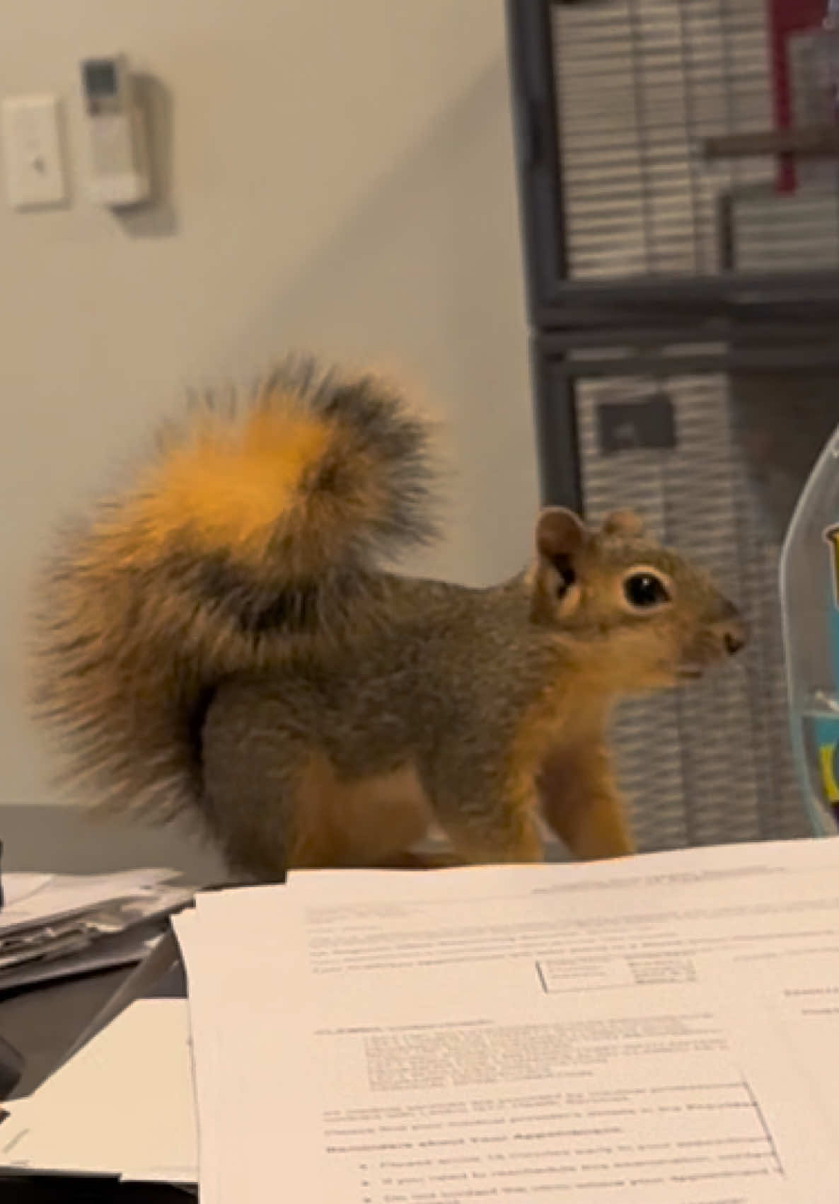 @Squirrel Guy
