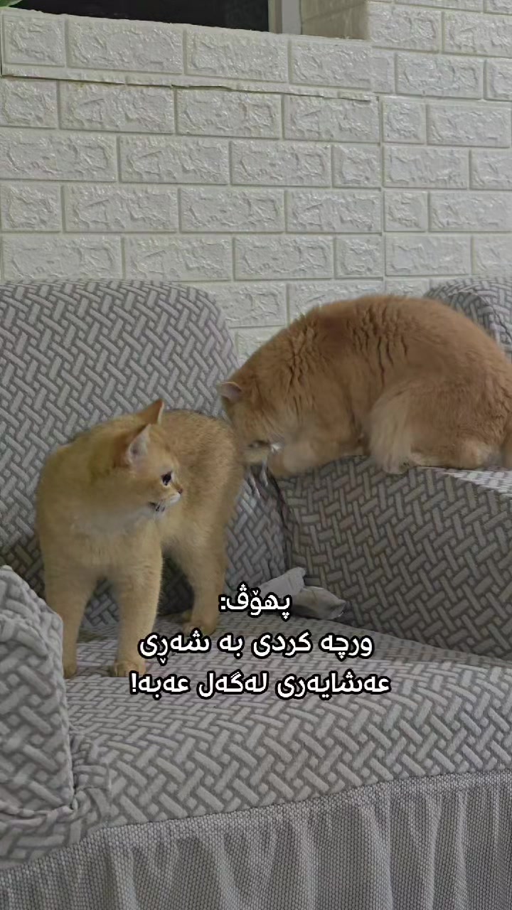 @سێ پشیلەکە🐾