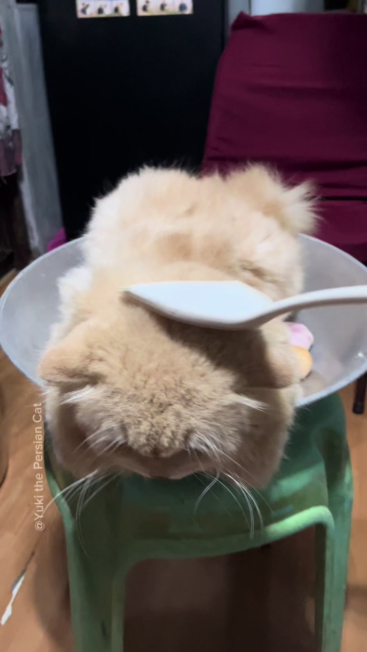 @Yuki the Persian Cat