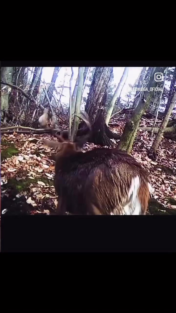 @leonigg2