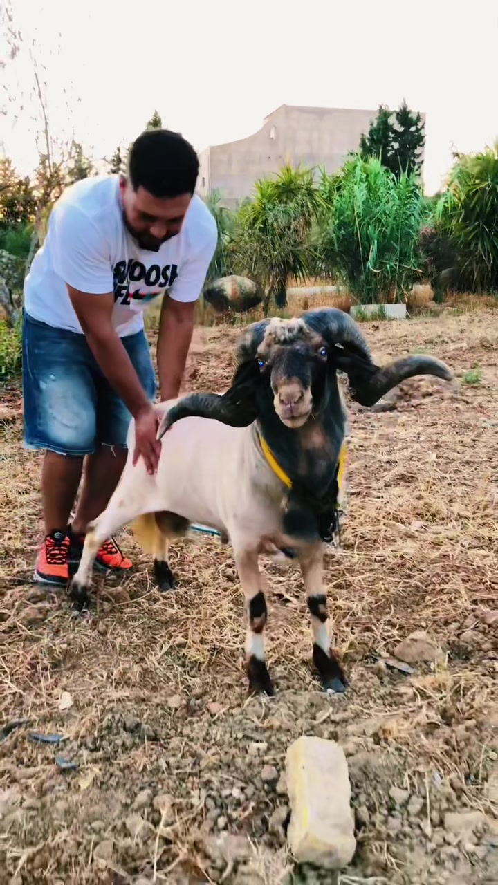 @سيف غرام زمان 🇹🇳