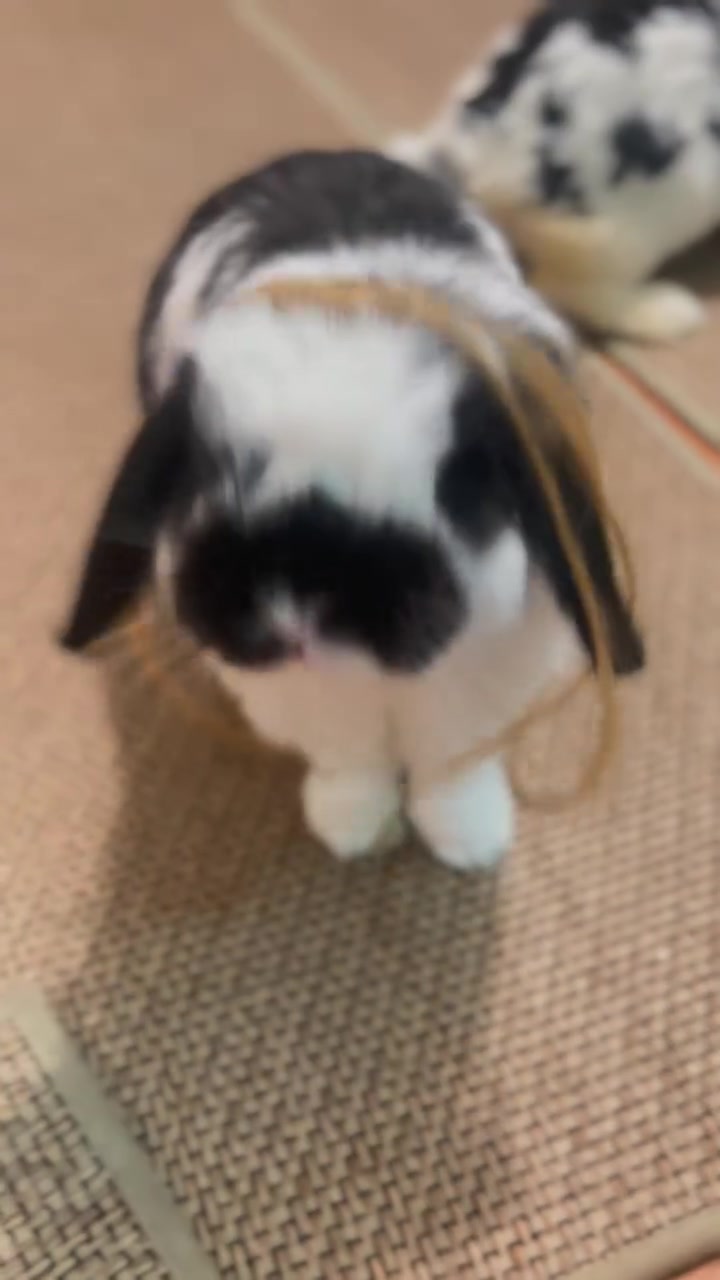 @Boss Happy & Sir Pluto🐰