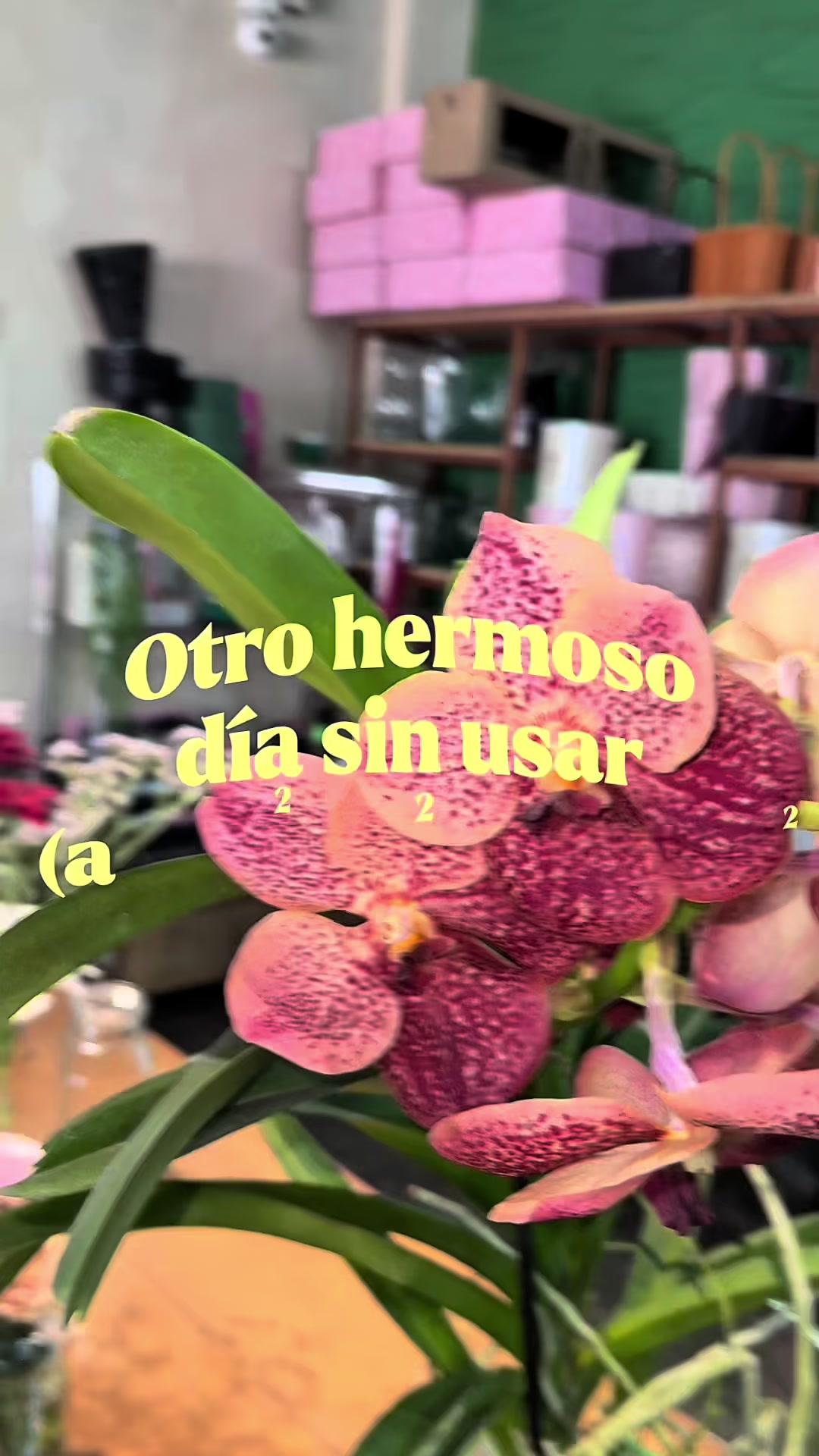 @Carolina Famoso