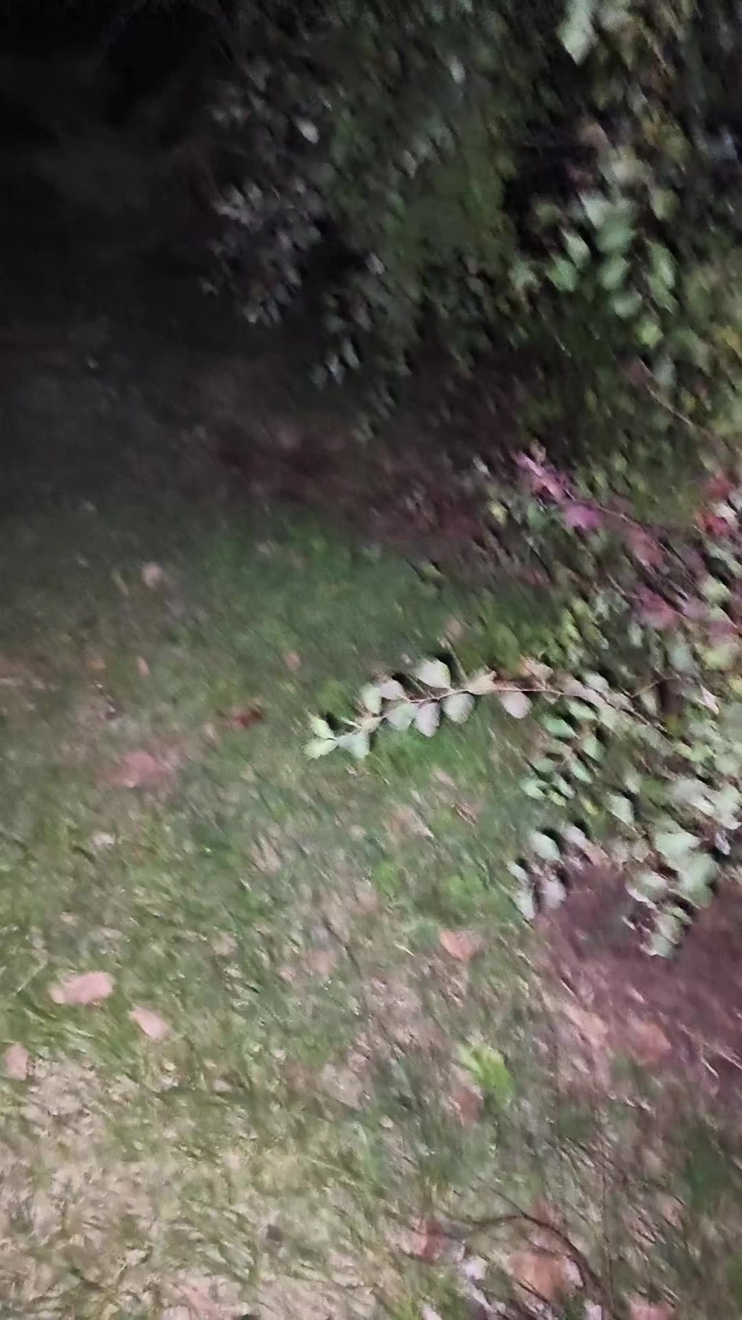 @shalyn967