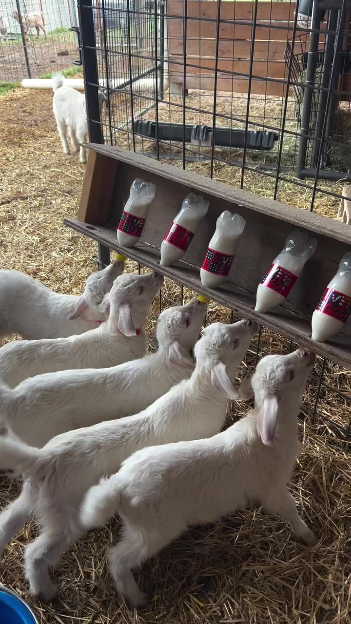 @Live stock animals ๐ชฟ๐๐๐๐ฅฌ