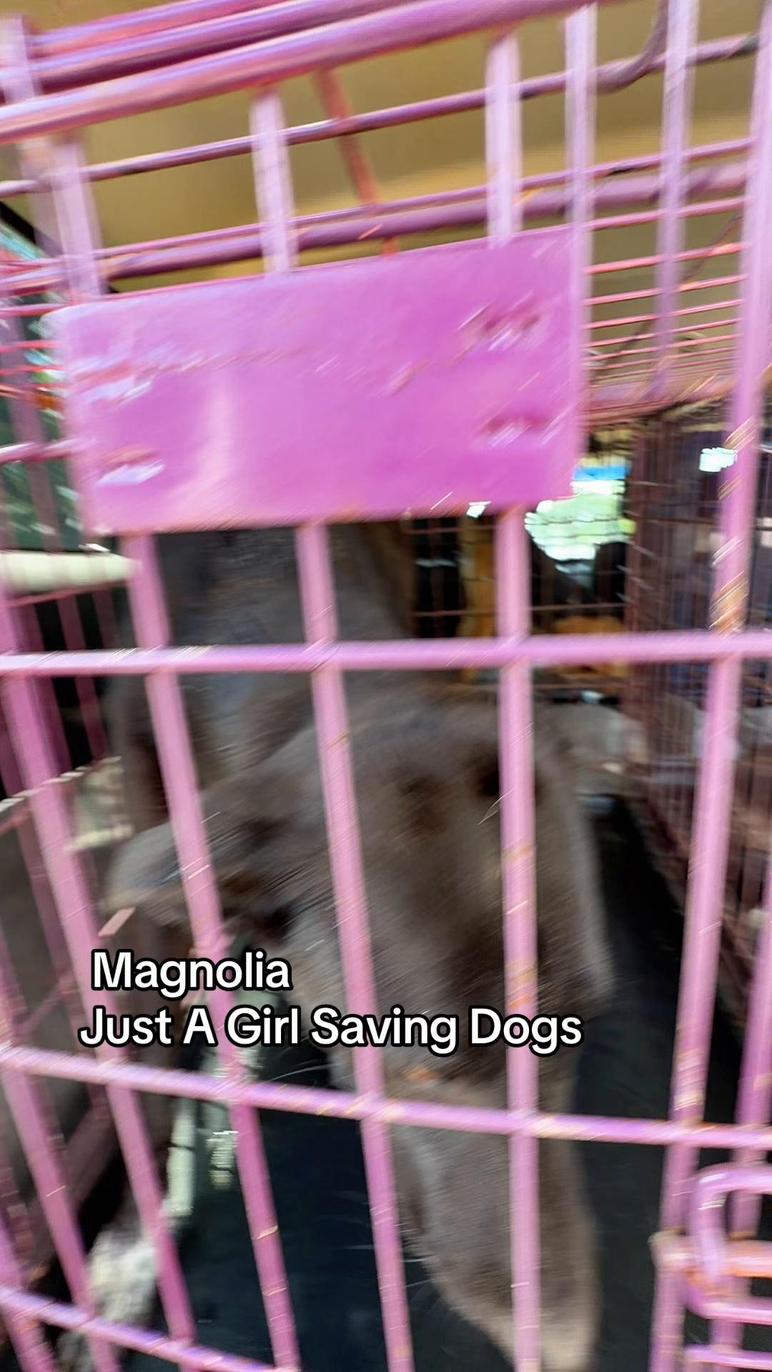 @Just A Girl Saving Dogs