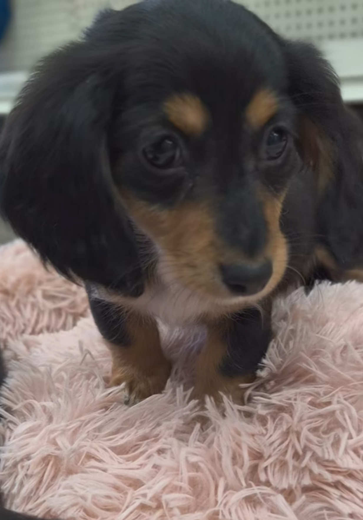 @Petland Oklahoma City