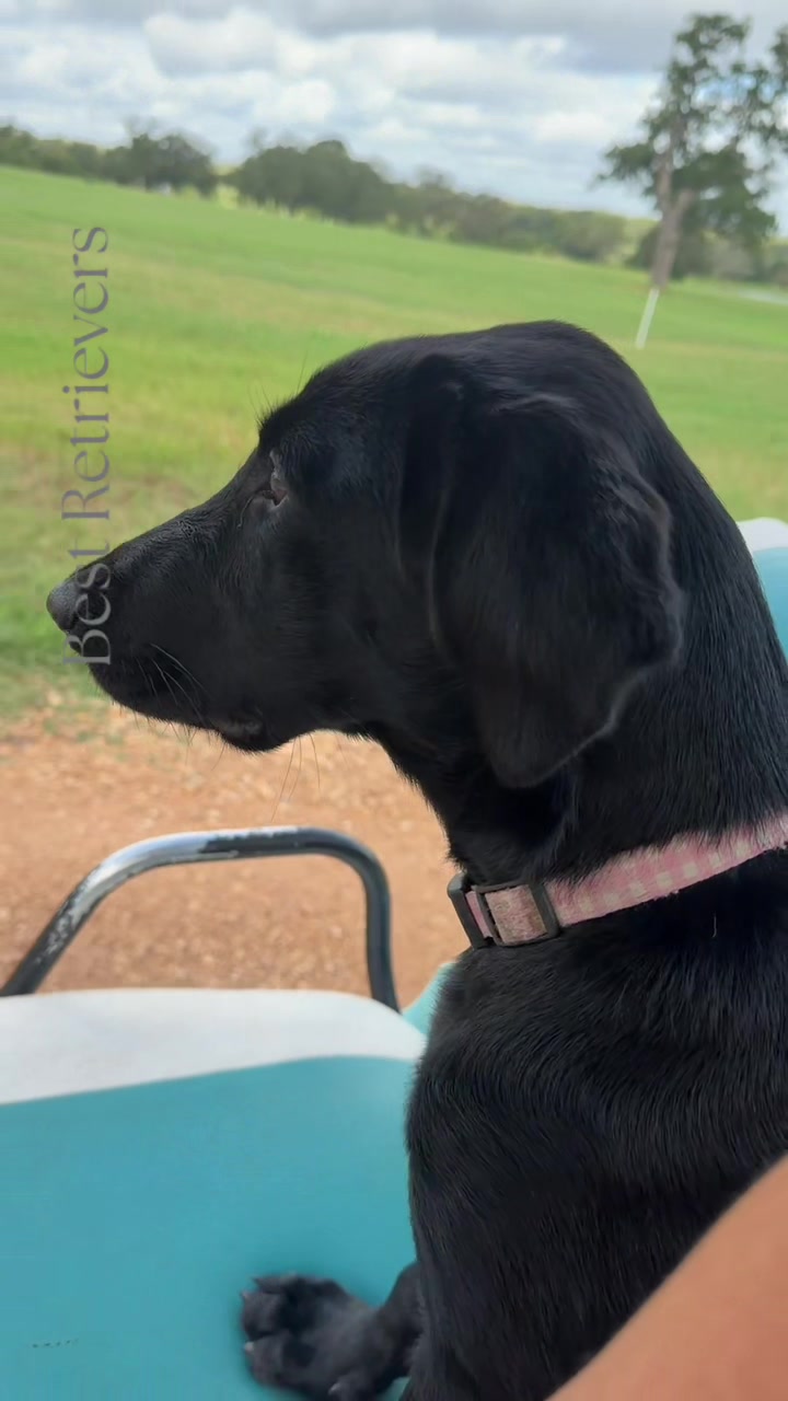 @Best Retrievers