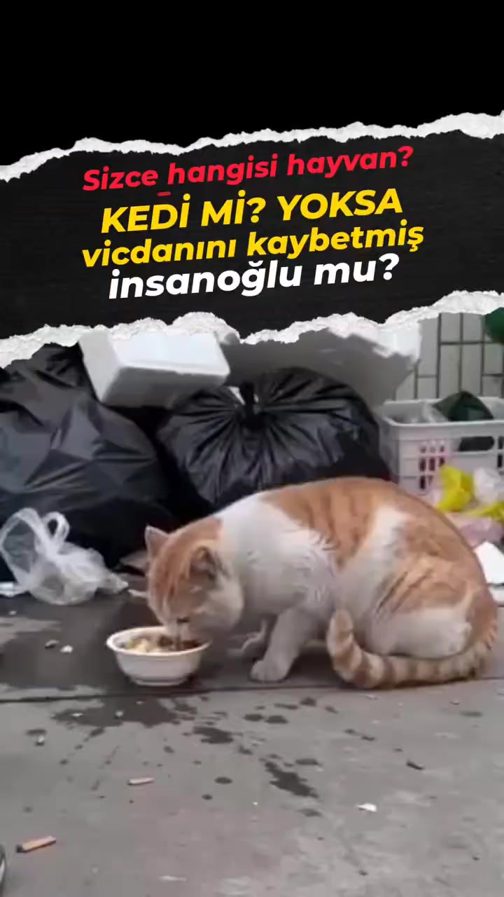 @ahmetdlgkrn
