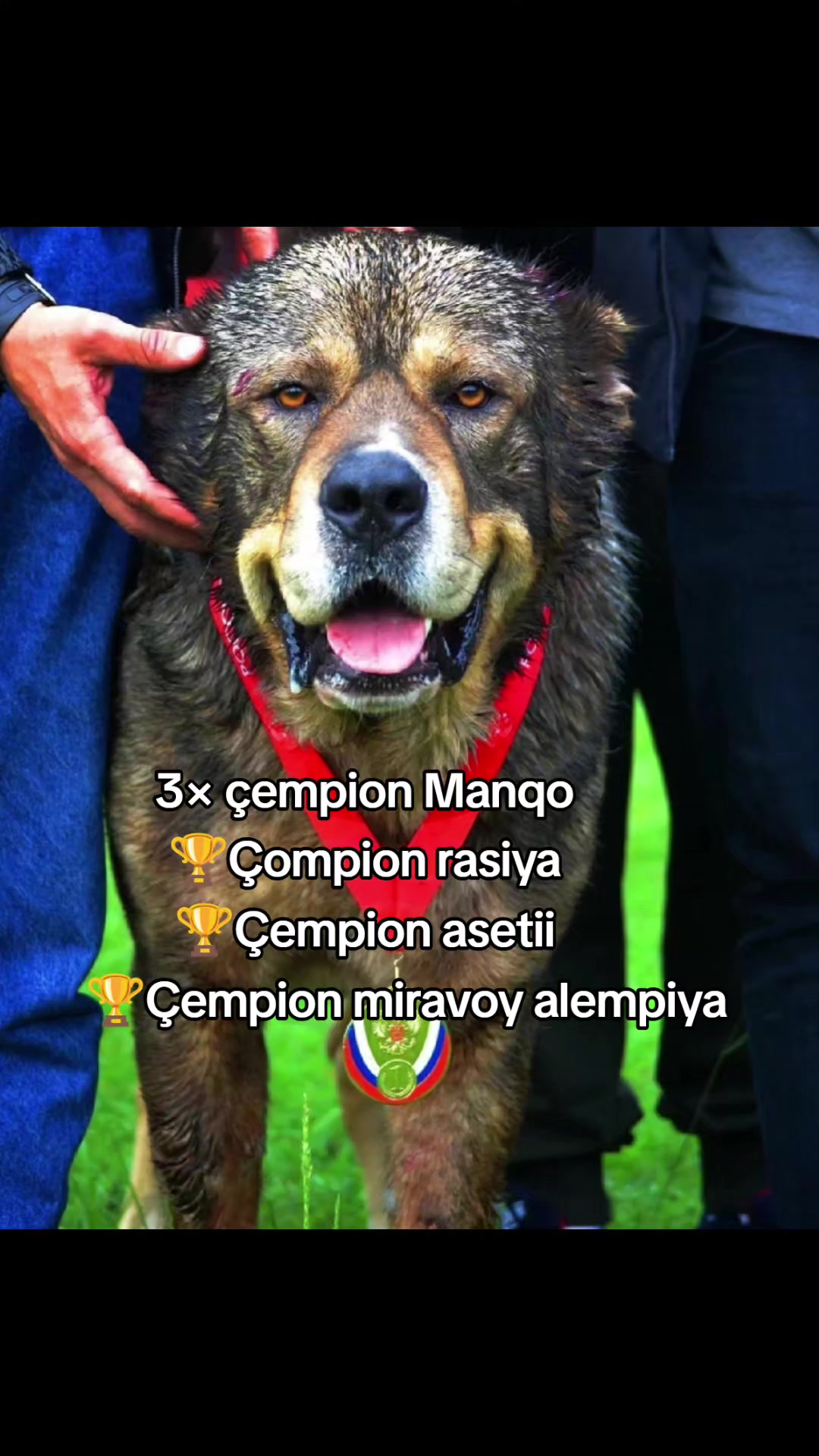@Pitomnik_ağcabedi_volkadav.Mir
