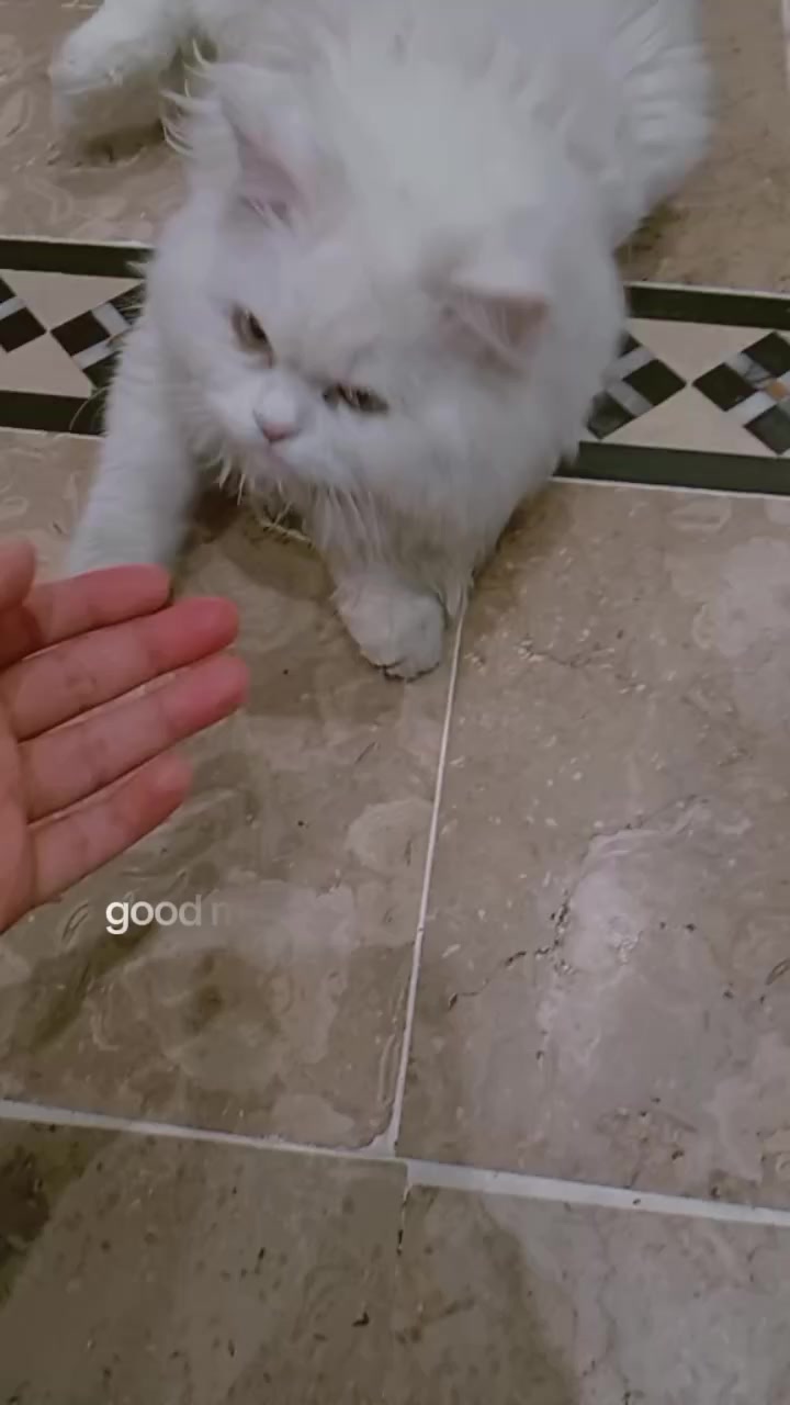 @C̆a𝔱𝔰 𝔴𝔦𝔱𝔥 N̆̈𝔬𝔬r̆̈❤️