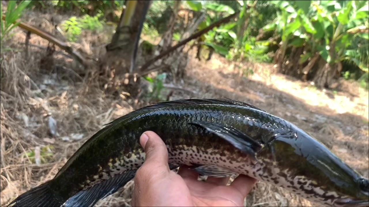 @Bono & Fish