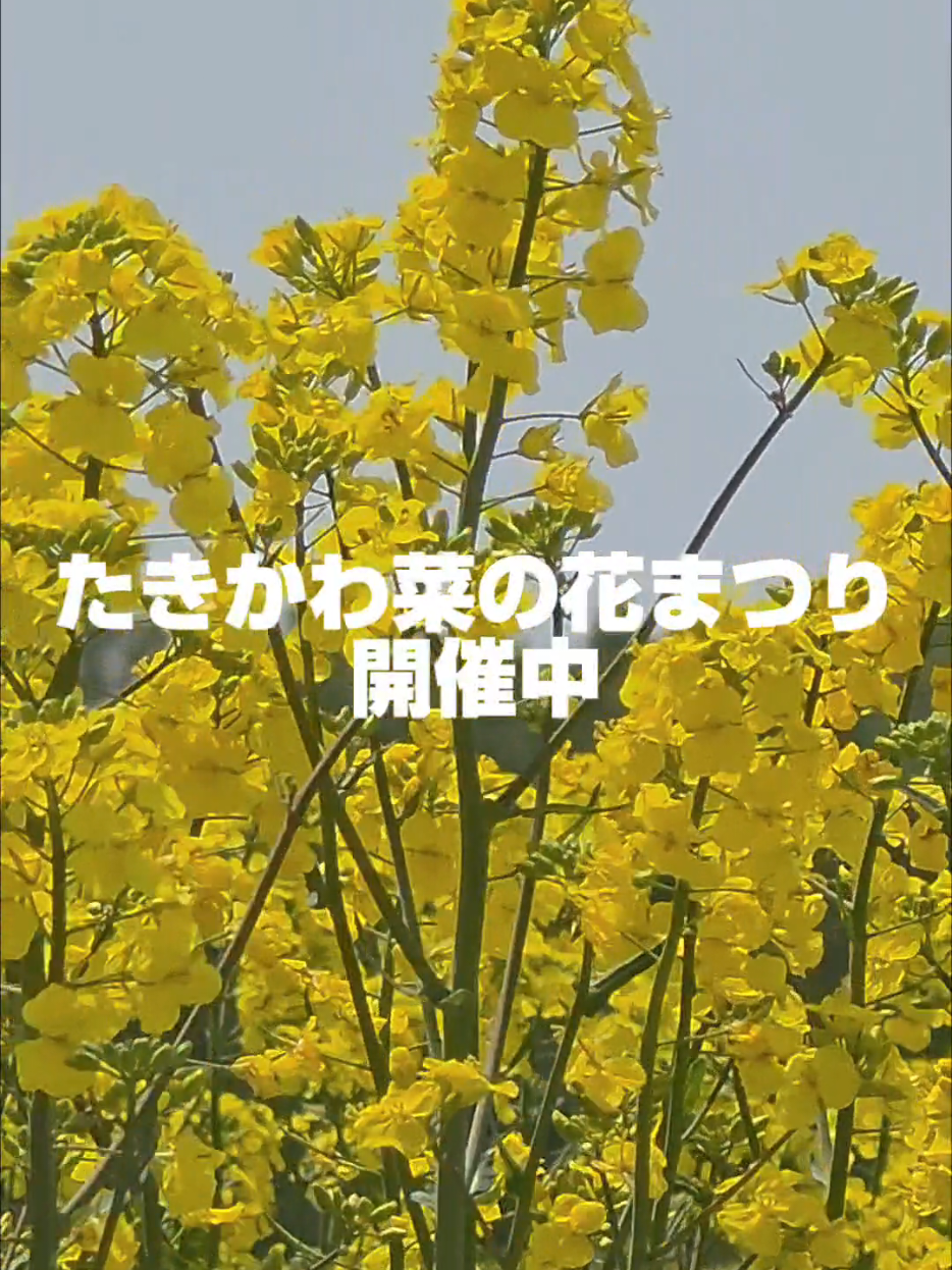 @滝川にマジな地域おこし協力隊【非公式】