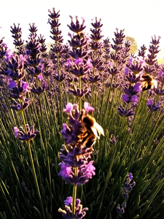 @VirtualVoyager