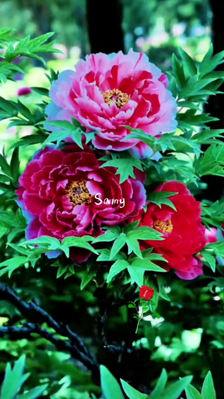 @#Samy💖🤼🚶💫