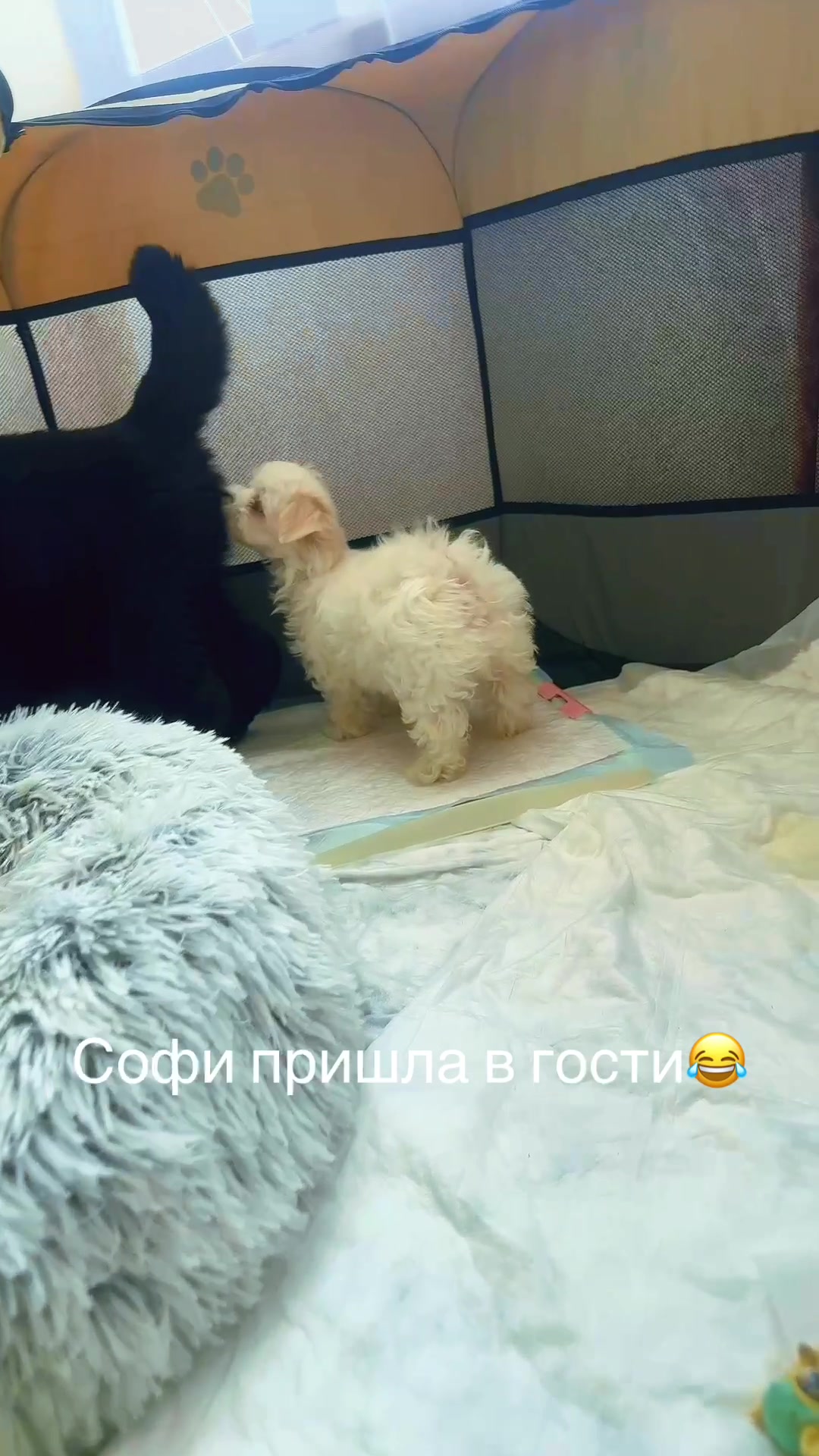 @Лариса Ревтова