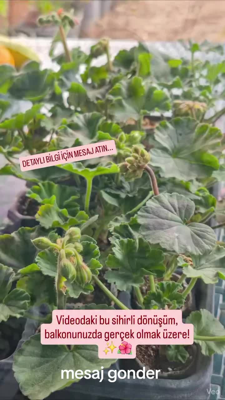 @Lotus bitki satışı