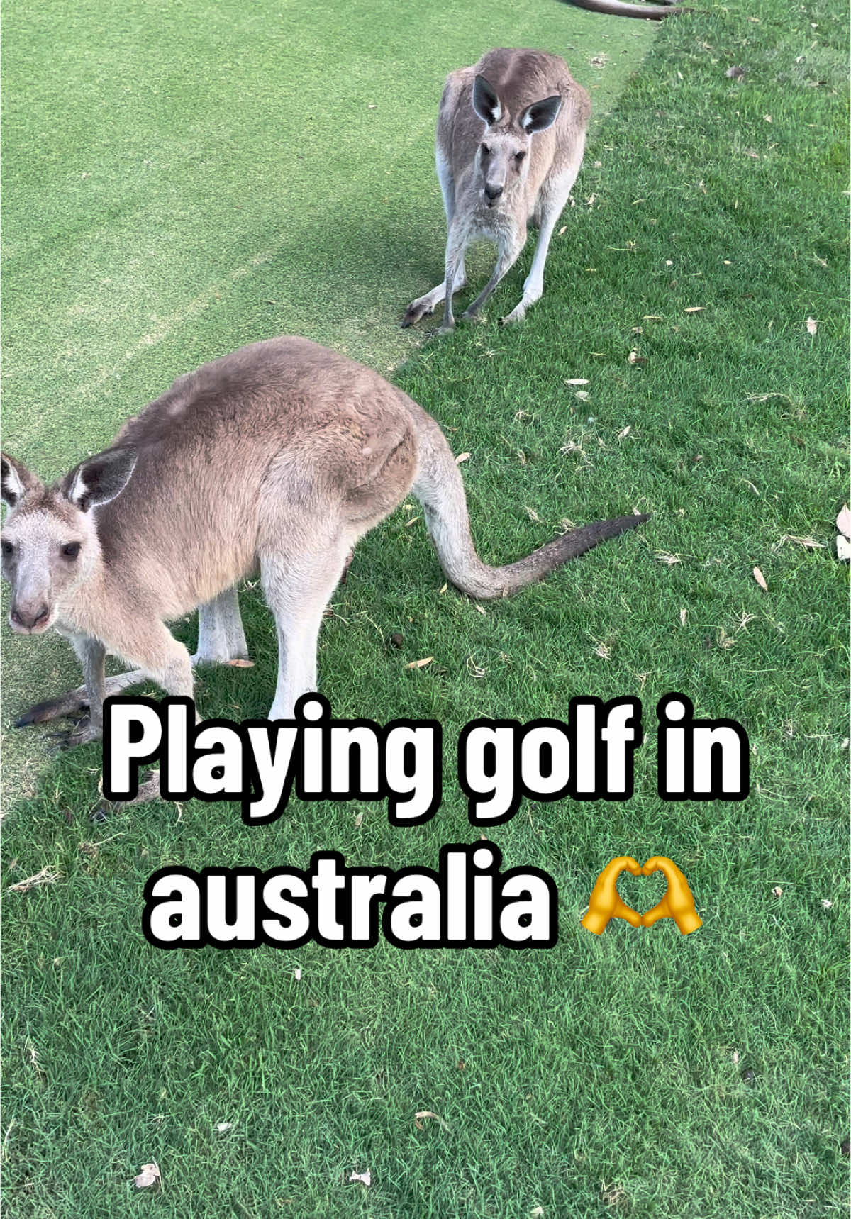 @Golf Junkie