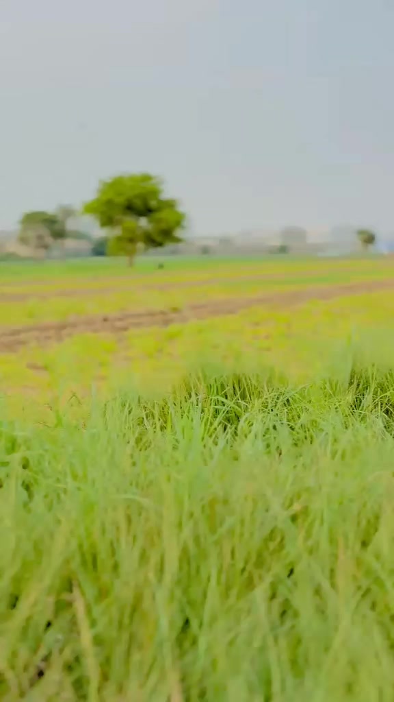 @𝐌𝐊🚩بنگش