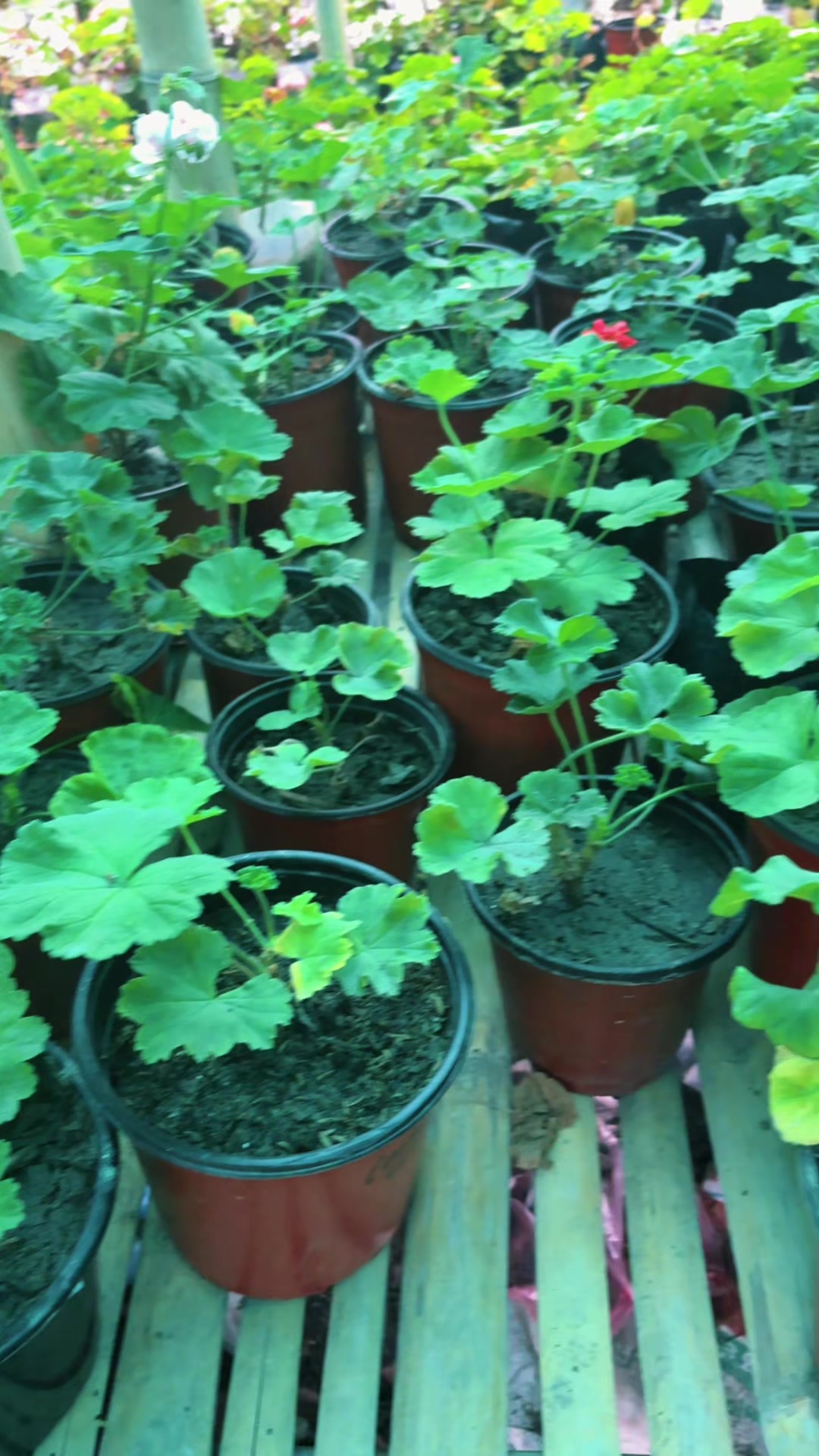 @Nirvan Nursery