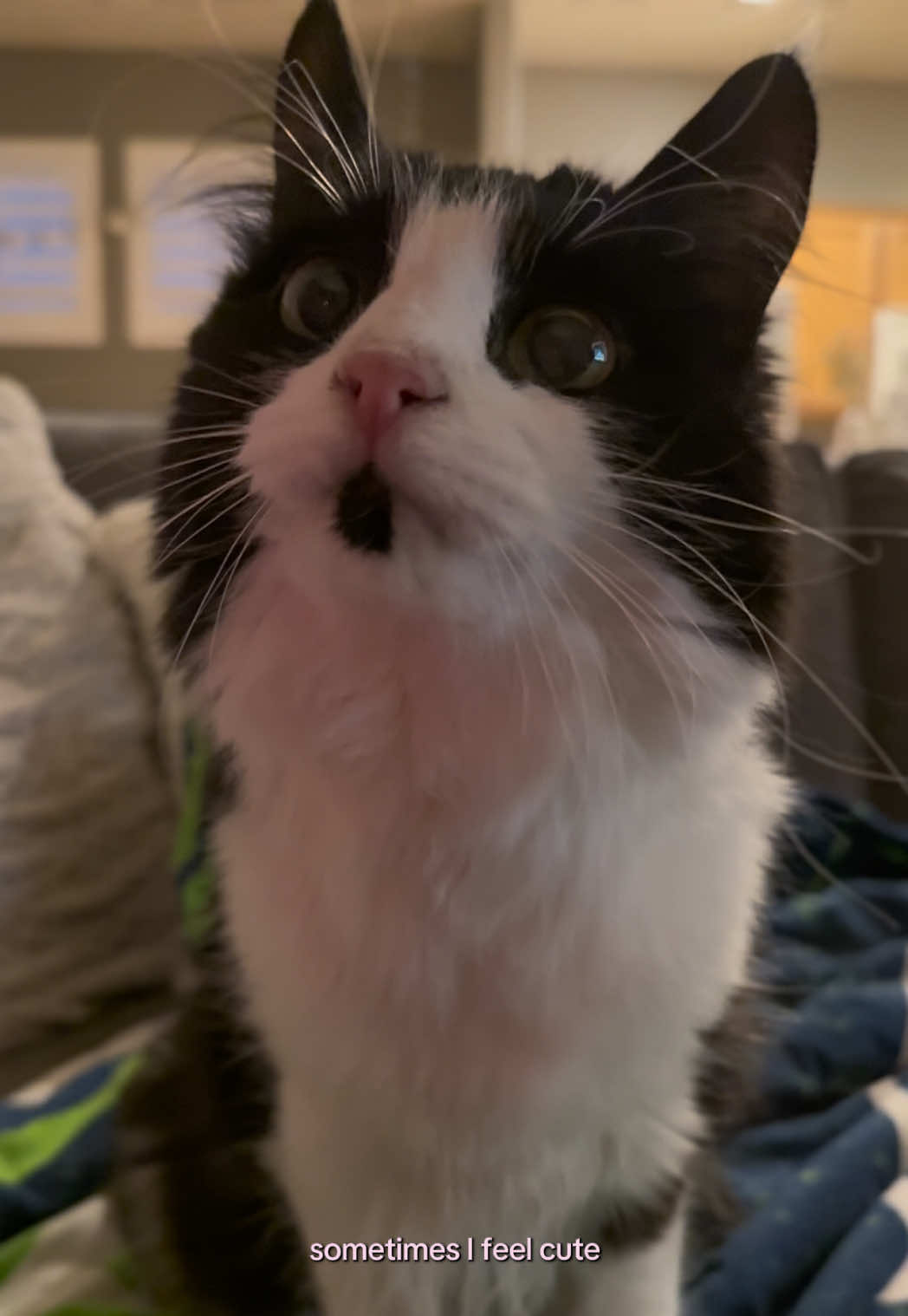 @furtastic4cats