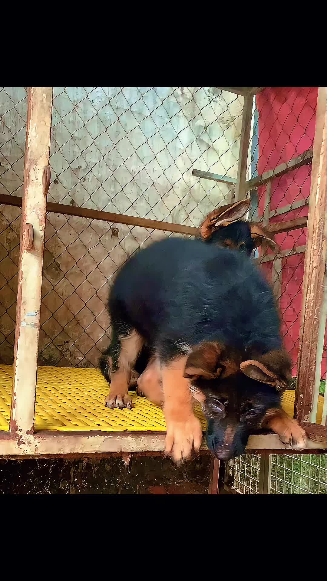 @Trại ch&oacute; Becgie ho&agrave;ng Minh