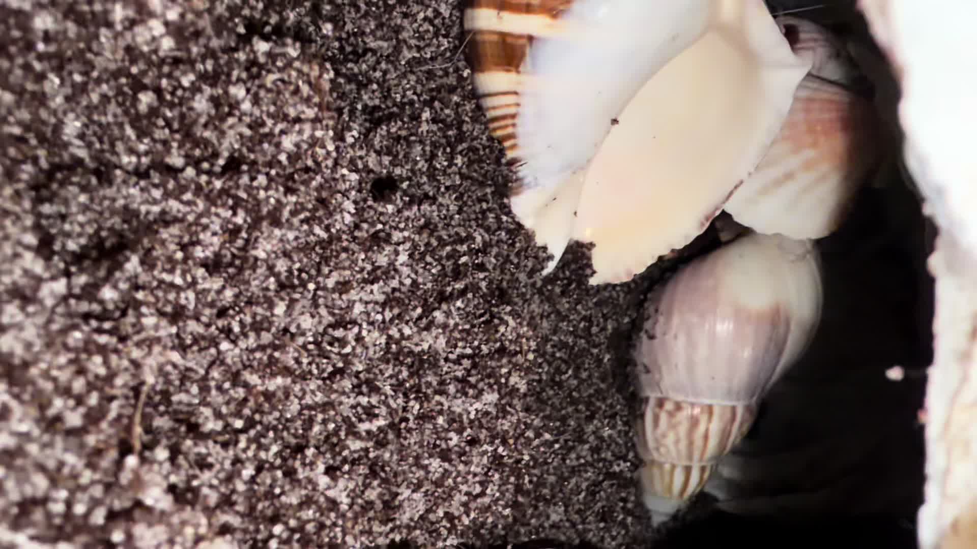@hermie the hermit crab
