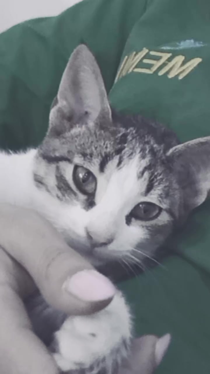@Gadirova97 🐾
