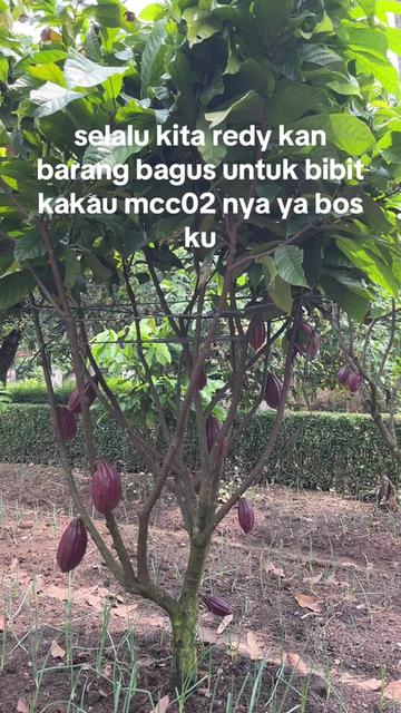 @agro lestari jaya 2