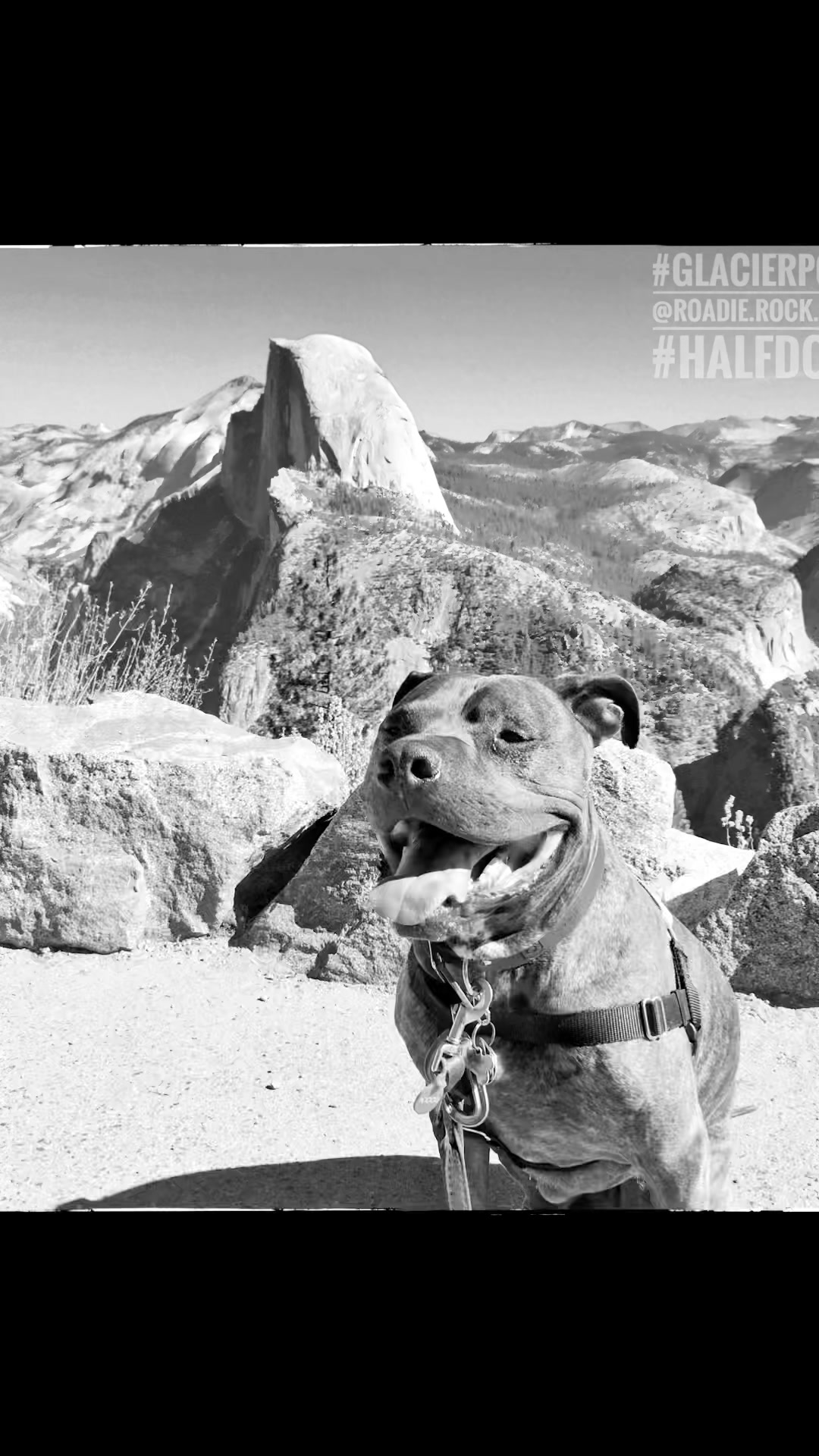 @AJ_n_roadie.rock.puppy