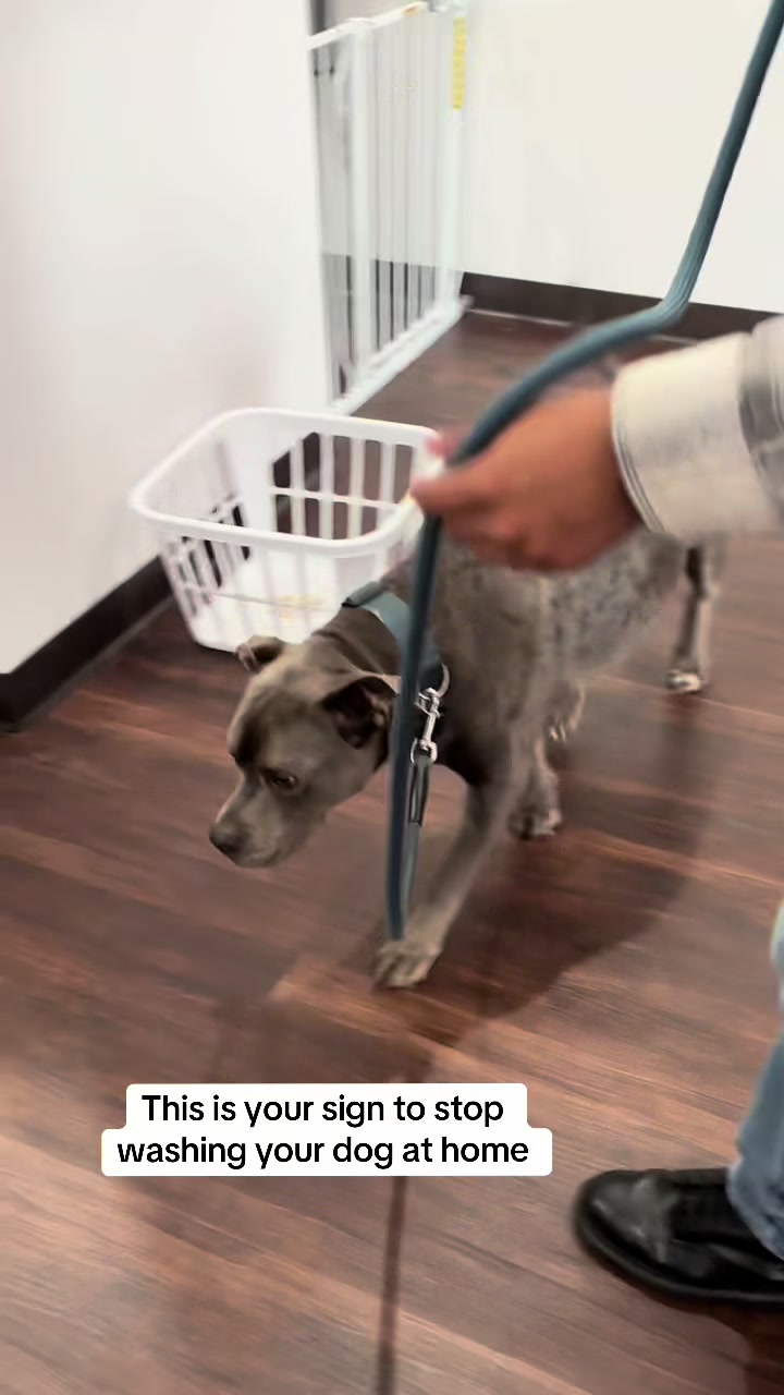 @dogwashla
