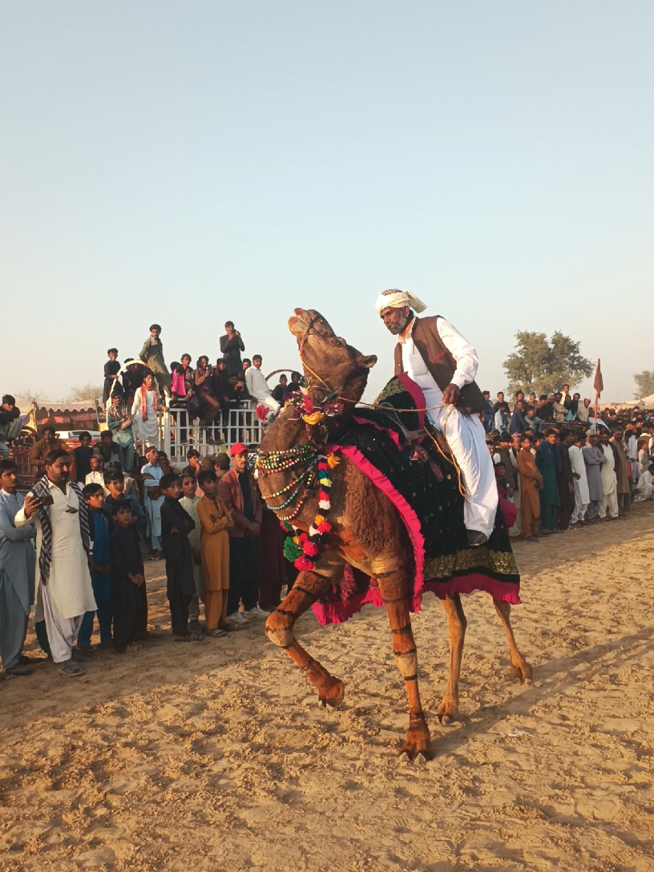 @Animals of desert